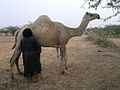 Traite manuelle d'une chamelle au Niger.