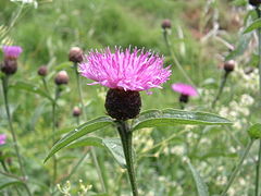 Centaurée jacée