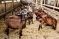 Fromagerie du Menez-Hom : les chèvres Alpines.