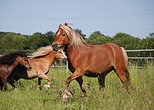 Dans un pré, un poney blond et roux trotte, vu de profil.