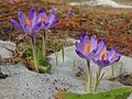 Crocus heuffelianus