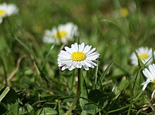 Una imatge de flors, amb una enfocada. El fons està desenfocat.