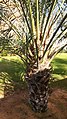 Date palm cutting growing on the trunk