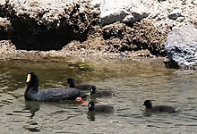 Giant coot with several young