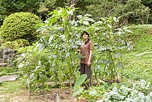 秋葵种植园