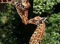 Giraffenmutter mit Kalb