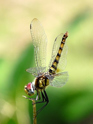 Самка стрекозы Urothemis signata