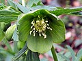 Helleborus viridis