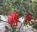 Miniatura para Grevillea preissii