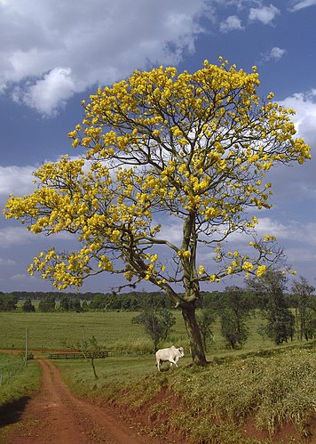 Табебуйя (Tabebuia chrysotricha) из Бразилии