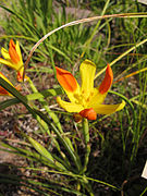 Moraea elegans