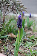 Muscari latifolium