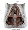 Perineal body