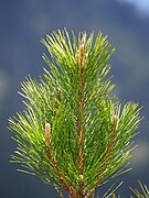 Pinus taiwanensis, Ren’ai Township, Nantou, Taiwan 06.jpg