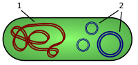 2. plasmider, 1. bakteriel DNA