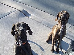 Plott Hounds sitting during walk time.jpg