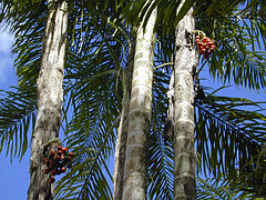 Pupunha (Bactris gasipaes) 13.jpg