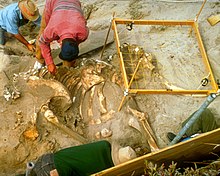 Cuatro arqueólogos excavando un esqueleto de mamut