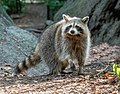 Image 33Raccoon in Central Park