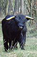 Schotse hooglander in het Westerzand (bij Wapserveen)