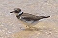 Juvenile plumage, St. Lucia