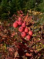 Sorbus sitchensis