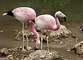 Andean flamingo