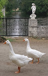 Verteuil-sur-Charente : oies domestiques et Vénus en plâtre