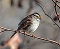 Image 56White-throated sparrow in Prospect Park