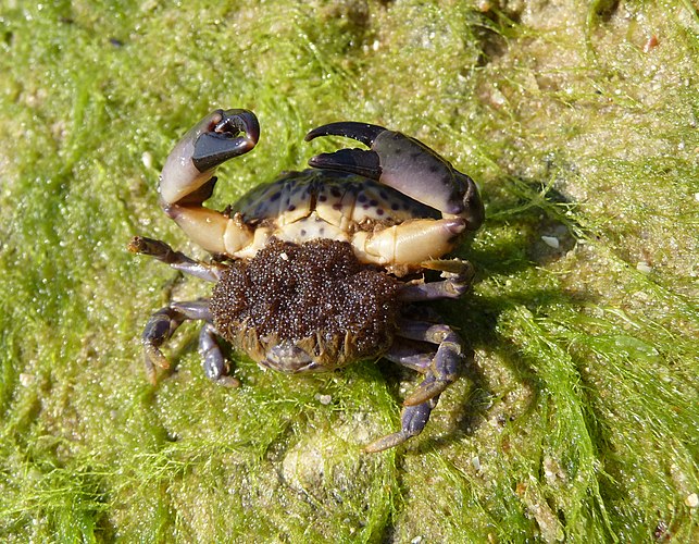 Краб Xantho poressa, самка с икрой. Чёрное море