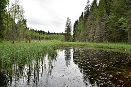 Лісовий заболочений ручай