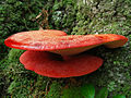 Fistulina hepatica (Fistulinaceae)