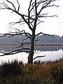 Lunsveen (boswachterij Gieten-Borger)