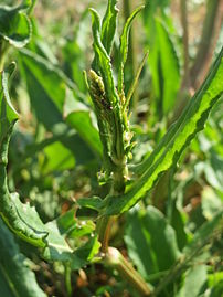 上部の茎葉。葉は矢じり形で、茎を抱いて鞘状につく。