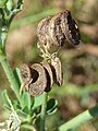 M. sativa sativa - mature fruits