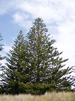 Norfolk-szigeti araukária (Araucaria heterophylla)
