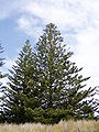 Naturalised, Murramaranga National Park, South Durras, New South Wales, Australia