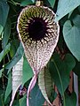 Pelican Flower at Butterfly World