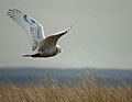 Ocean Shores, Washington, USA