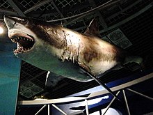 Photo of shark