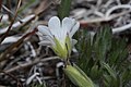 Cerastium arvense