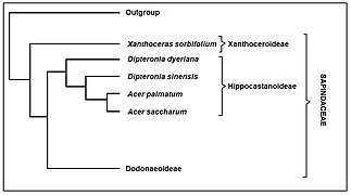 Cladogramma B.JPG