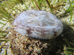 Clypeaster reticulatus (Mayotte).