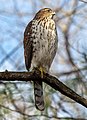 Image 84Immature cooper's hawk in Prospect Park