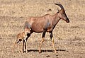 8. Közönséges lantszarvúantilop (Damaliscus lunatus) a kenyai Masai Mara nemzeti parkban (javítás)/(csere)