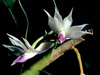 Dendrobium amethystoglossum