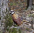 Faisan d'élevage relâché en forêt pour la chasse (oct 2002)