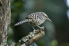 Fasciated wren