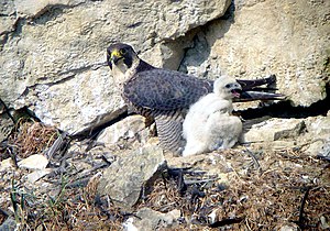 Waanerfalk (Falco peregrinus), wiiftje mä jöönke LC - least concern (ei trüüwet)