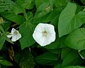 2. angeblich Convolvulus arvensis